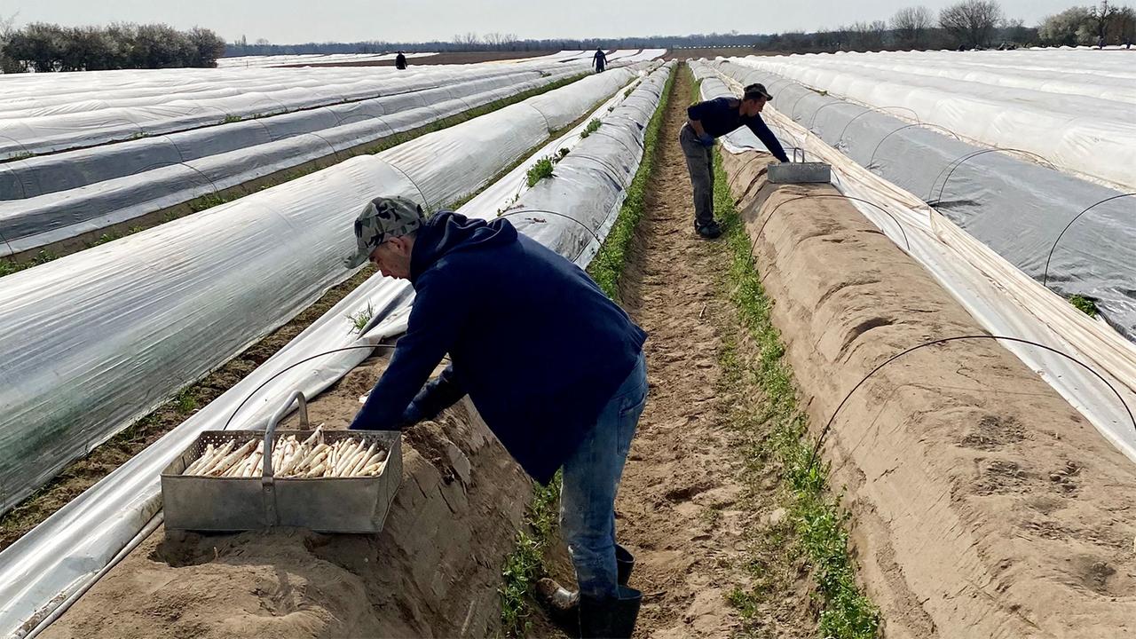 Agriculture worker wearing exoskeleton